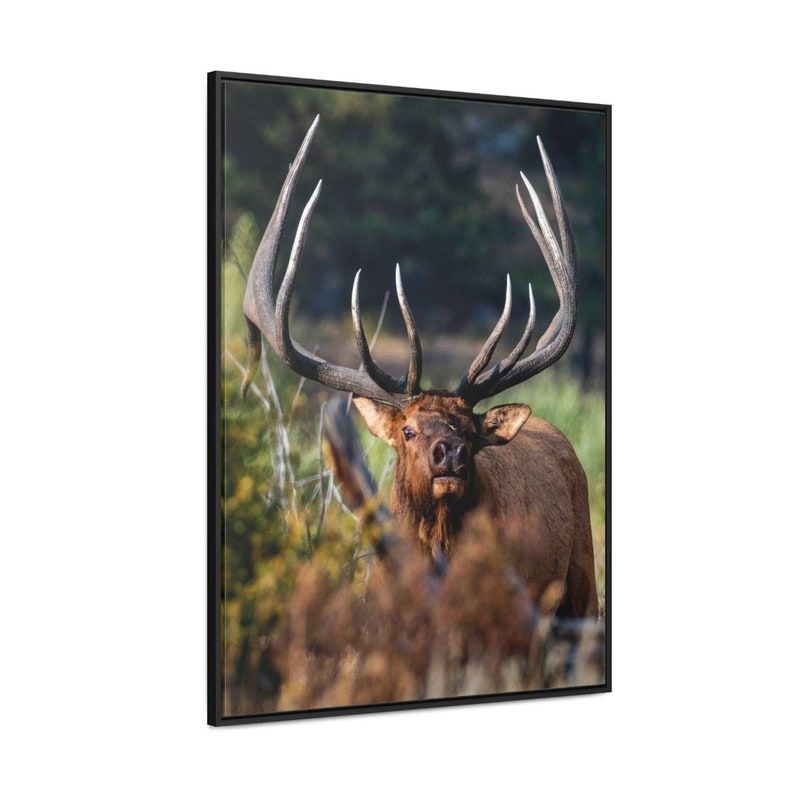 Big Bull Elk Gallery Canvas Wrap Framed Bull Elk Photo Elk Art Elk Rut