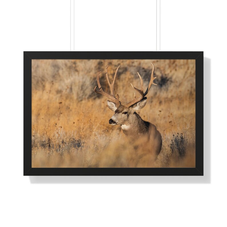 Big Mule Deer Buck Wall Art, Golden Hour Rut Poster for Rustic Cabin ...