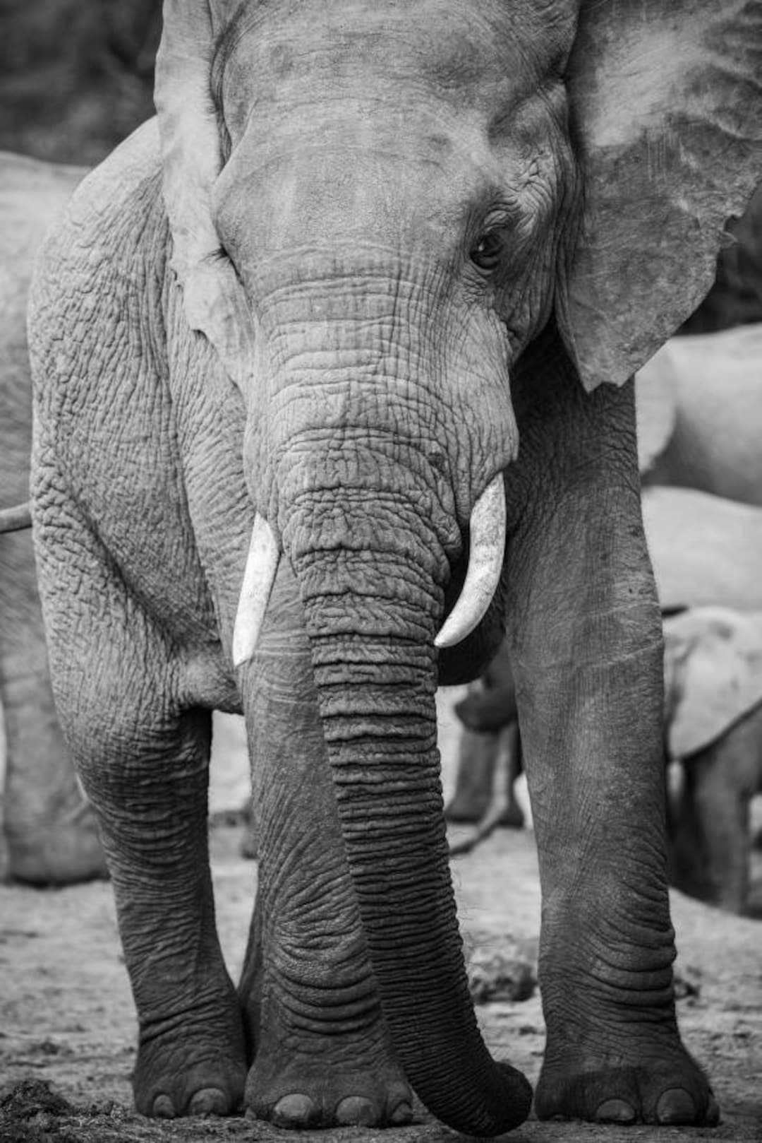 African Elephant Canvas Print Wall Art Home Decor Elephant Art Etsy