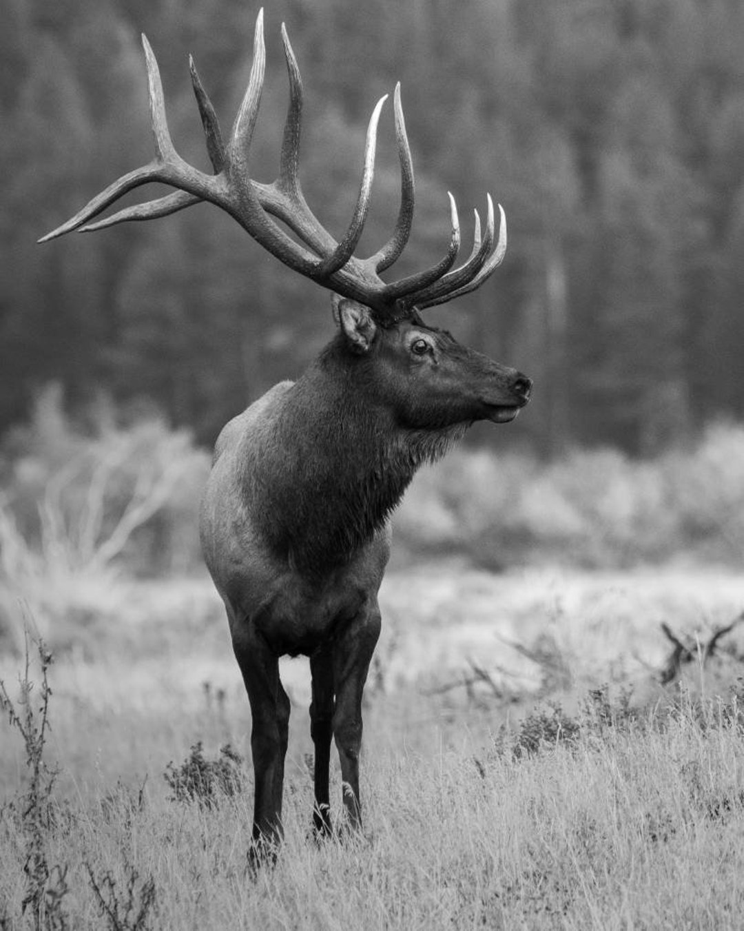 Bull Elk, Bull Elk Photo, Elk Rut, Big Elk, Elk Antlers, Canvas, Canvas Print, Canvas Wall Art