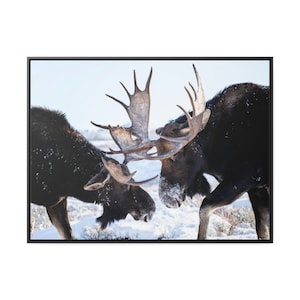 Bull moose fight Gallery Canvas Wrap Framed bull moose bull moose photo moose photography wildlife photography wildlife photo canvas wallart