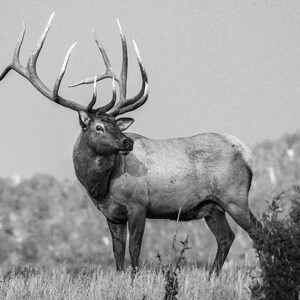 Bull elk bull elk photo big elk elk rut elk antlers elk art elk photography wildlife photography wildlife art canvas print canvas wall art