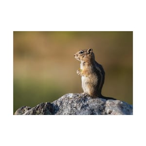 Chipmunk Rolled Poster chipmunk print chipmunk art squirrel photo chipmunk decor wildlife photography wildlife print wildlife art wall art