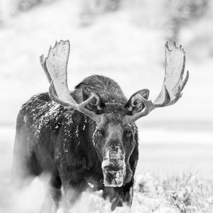 Bull Moose Framed Vertical Poster moose decor moose print moose photo wildlife photography wildlife art wildlife print wall art home decor