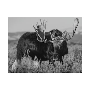 Bull Moose Rolled Poster moose photo moose art moose antlers moose decor wildlife wildlife photography wildlife art wall art home decor