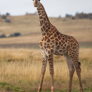 Giraffe young Giraffe baby giraffe africa giraffes giraffe photo wildlife photography wildlife art wildlife photo canvas print canvas art