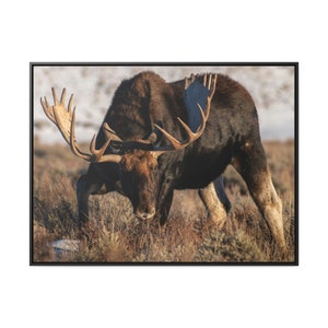 Big bull moose Gallery Canvas Wrap Framed bull moose moose photo shiras moose wildlife photography wildlife photo canvas wall art home decor