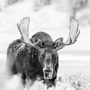 Moose bull moose moose photo winter moose big bull moose photography wildlife photography wildlife art canvas print canvas wall art moose