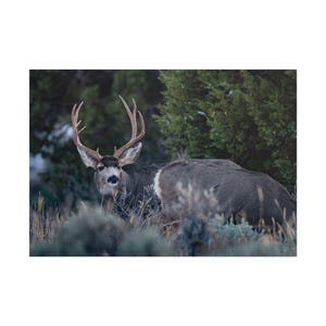 Mule Deer Poster, Wildlife Art Print, Nature Wall Decor, Hunting Cabin Decor, Rustic Lodge Art, Wildlife Photography Print