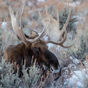 Moose bull moose bull moose photo wildlife photography wildlife art canvas print canvas wall art wildlife photo moose art canvas art moose