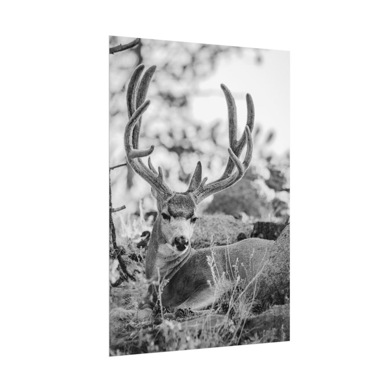 Mule Deer Rolled Poster Mule Deer Photo Deer Print Deer Art Wildlife ...