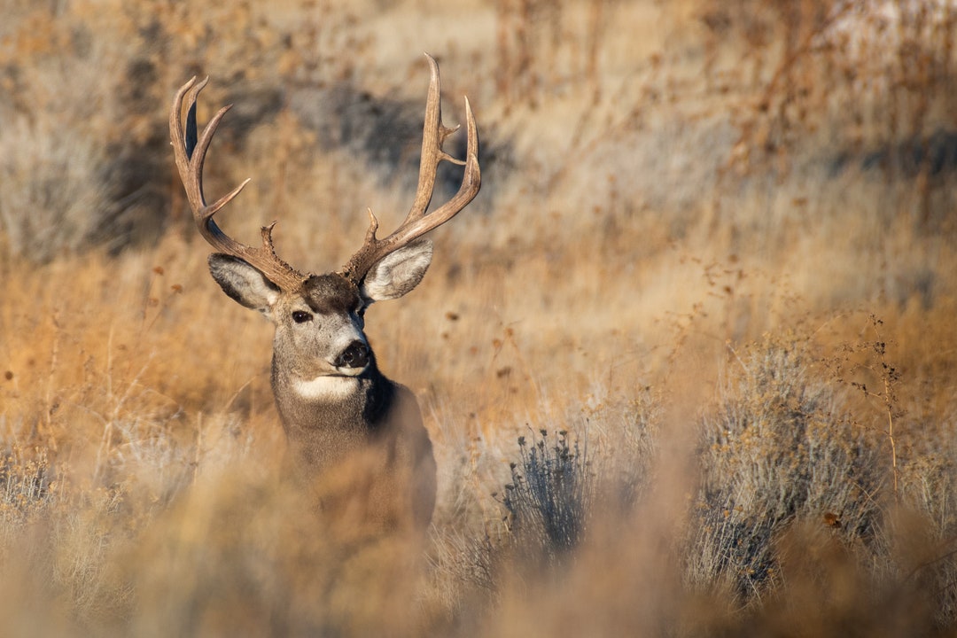 Mule Deer Acrylic Print Deer Wall Art Deer Print Muley Buck Big Deer