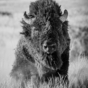 Bison Gallery Canvas Wrap Framed bison photo buffalo photo buffalo art wildlife photography wildlife photo canvas wall art home decor art