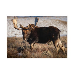 Bull Moose Rolled Poster moose antlers moose head moose art moose decor moose print wildlife wildlife photography wildlife art wall art