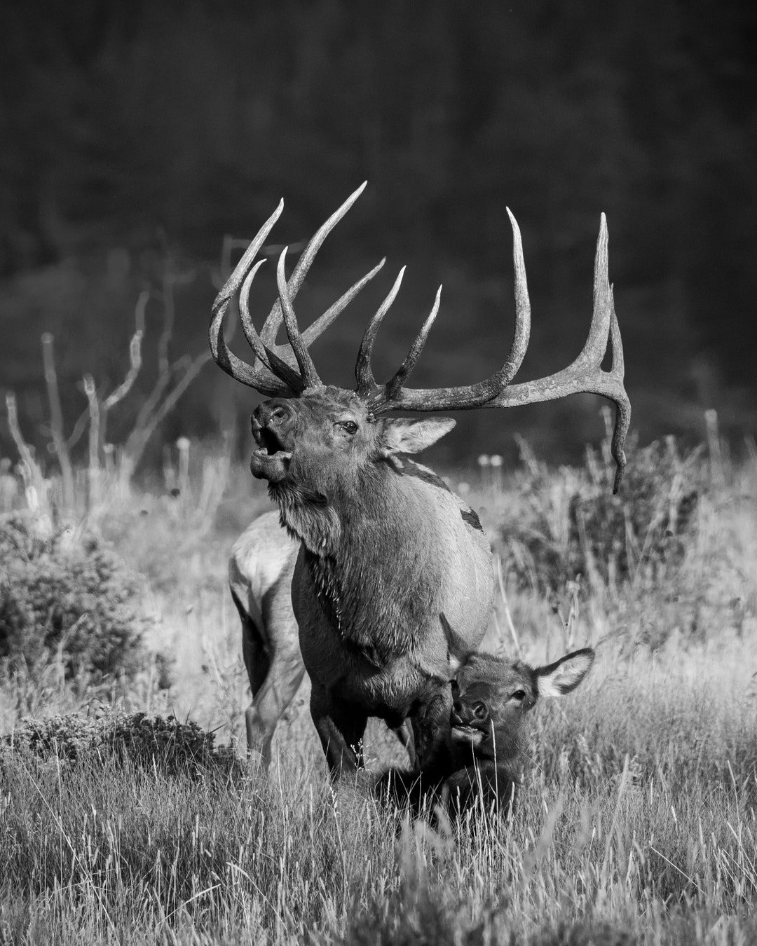 Bugling Bull Elk Acrylic Print Elk Photo Elk Antlers Elk Rut Elk Print