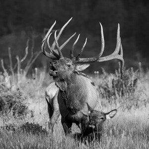 Bugling Bull Elk Acrylic Print elk photo elk antlers elk rut elk print wildlife photography wildlife art wildlife print elk art wall art