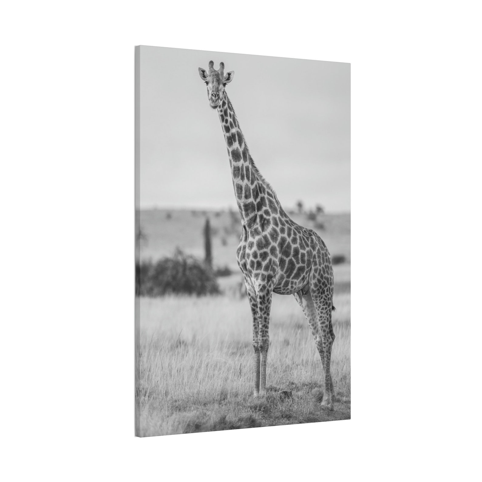 Giraffe Giraffe Art Giraffe Photo African Giraffe Africa Wildlife