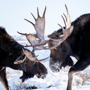 Bull Moose Sparring Photo in Snow, Majestic Wildlife Wall Art, Winter Nature Photography, Unique Gift for Outdoor Enthusiasts