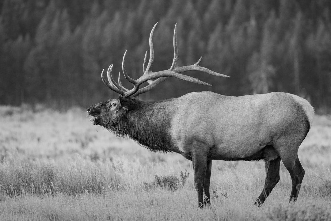 Bugling Bull Elk Acrylic Print Wall Art Elk Photo Elk Rut Elk Antlers