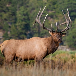 Bull elk bull elk photo elk photography big bull elk elk rut elk bugle wildlife photography wildlife art canvas wall art elk art wall decor