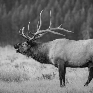 Bull elk bugle elk rut elk photo elk photography elk art big bull elk wildlife photography wildlife art canvas print canvas wall art photo