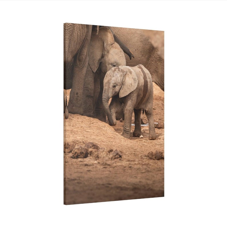 Baby Elephant Canvas Print Wall Art Home Decor Elephant Elephant Photo