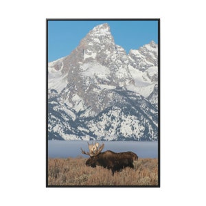 Bull Moose Gallery Canvas Wrap Framed tetons moose decor moose art big moose wildlife photography wildlife photo wildlife prints wildlifeart