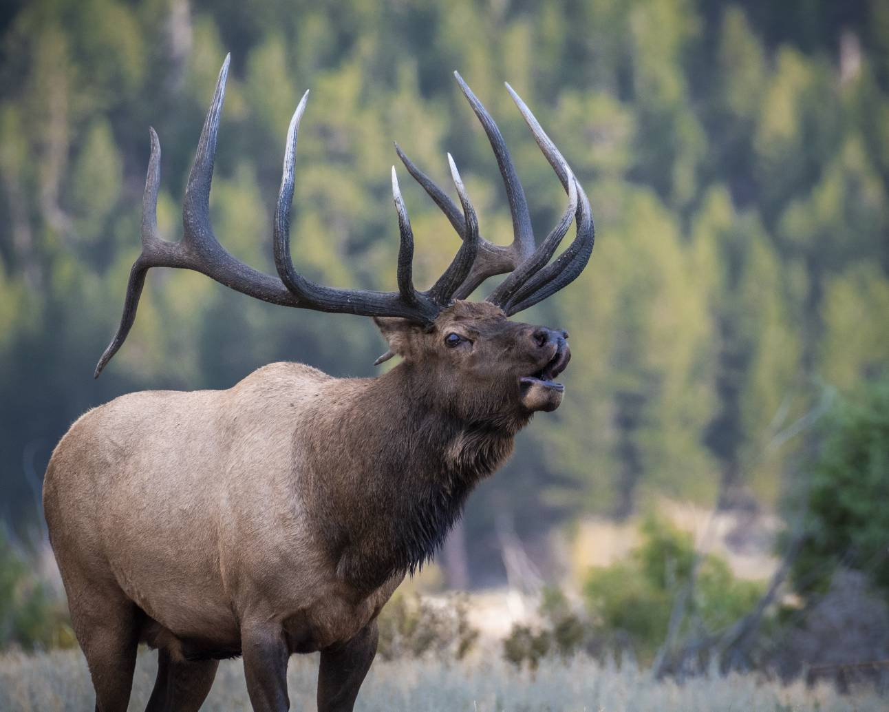 Elk Bugling bull elk elk rut bugling elk elk photo wildlife photography wildlife art canvas print canvas wall art bugling bull elk bugle