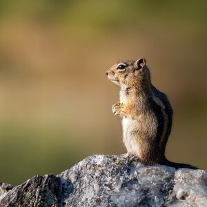 Chipmunk Framed Poster chipmunk print chipmunk art squirrel photo chipmunk decor wildlife photography wildlife print wildlife art wall art