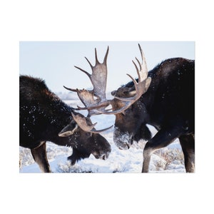 Bull Moose Sparring Winter Scene, Stunning Wildlife Home Decor, Nature Photography Print, Perfect Gift for Nature Lovers