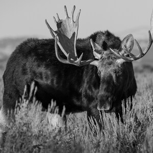 Bull Moose Framed Poster moose photo moose art moose antlers moose decor wildlife wildlife photography wildlife art wall art home decor