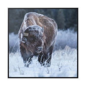 Bison Buffalo Gallery Canvas Wrap Framed american bison american buffalo bison photo wildlife photography wildlife photo canvas wall art