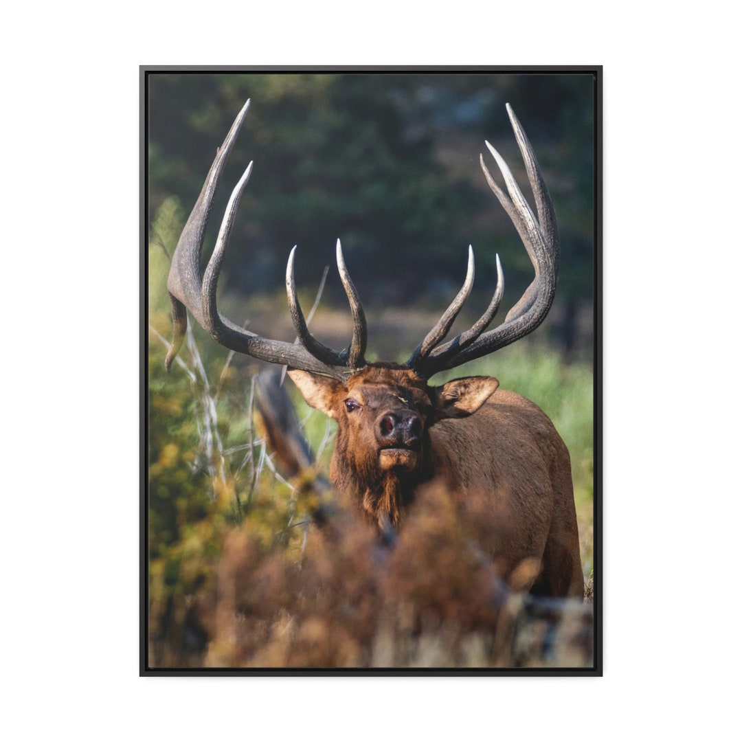 Big Bull Elk Gallery Canvas Wrap Framed Bull Elk Photo Elk Art Elk Rut