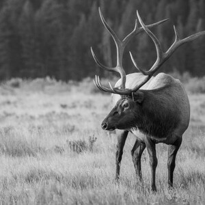 Bull elk big bull elk elk rut elk photo elk art elk photography wildlife photography wildlife art canvas print canvas wall art rutting bulls