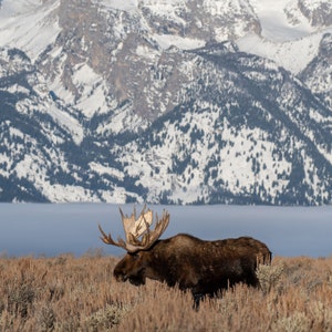 Bull Moose Grand Teton Acrylic Print moose decor moose gift moose antlers wildlife photography wildlife art wildlife print wallart homedecor