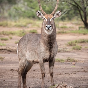 Africa Waterbuck Acrylic Print waterbuck photo waterbuck art wildlife photography wildlife art wildlife print wildlife wall art home decor