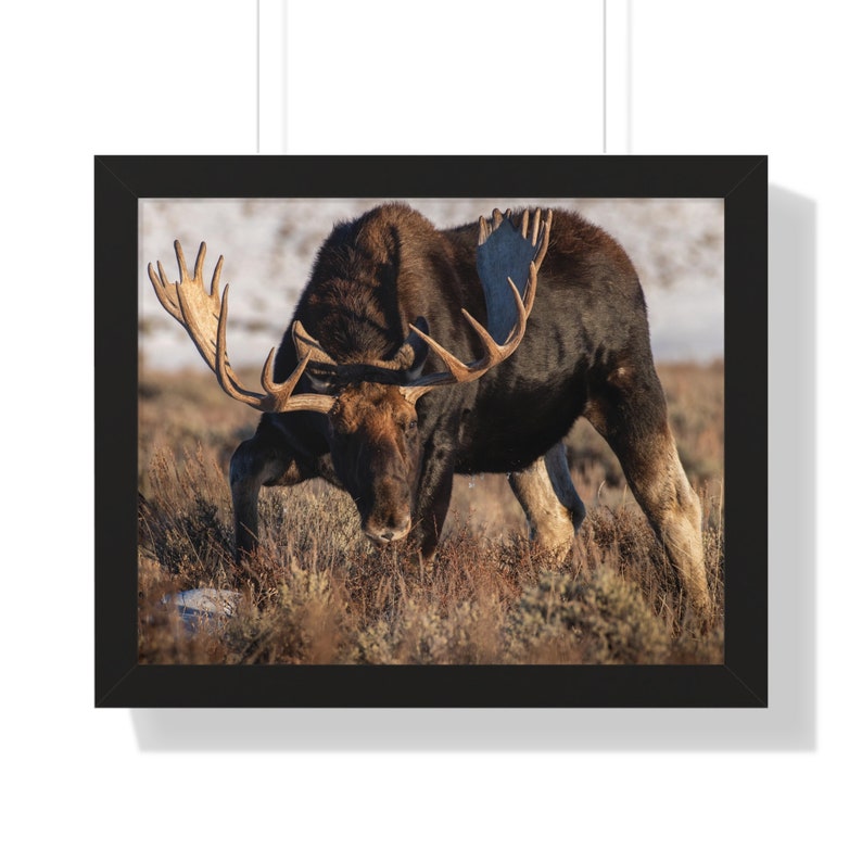 Bull Moose Framed Poster Moose Decor Moose Print Wildlife Poster ...