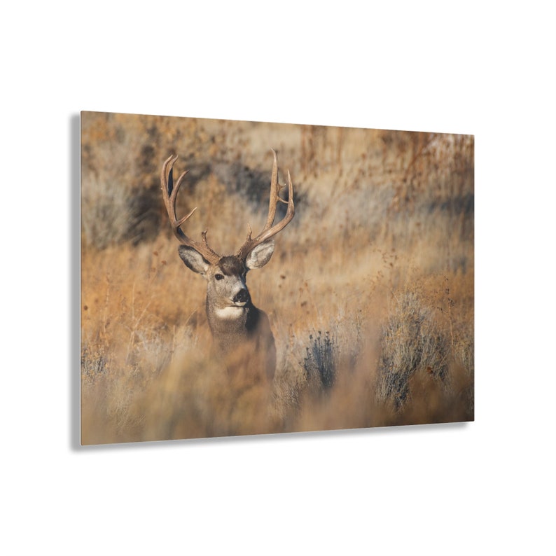 Mule Deer Acrylic Print Deer Wall Art Deer Print Muley Buck Big Deer