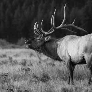 Bull Elk Acrylic Print elk bugle elk rut elk antlers elk print wildlife photography wildlife art wildlife print wall art home decor elk art