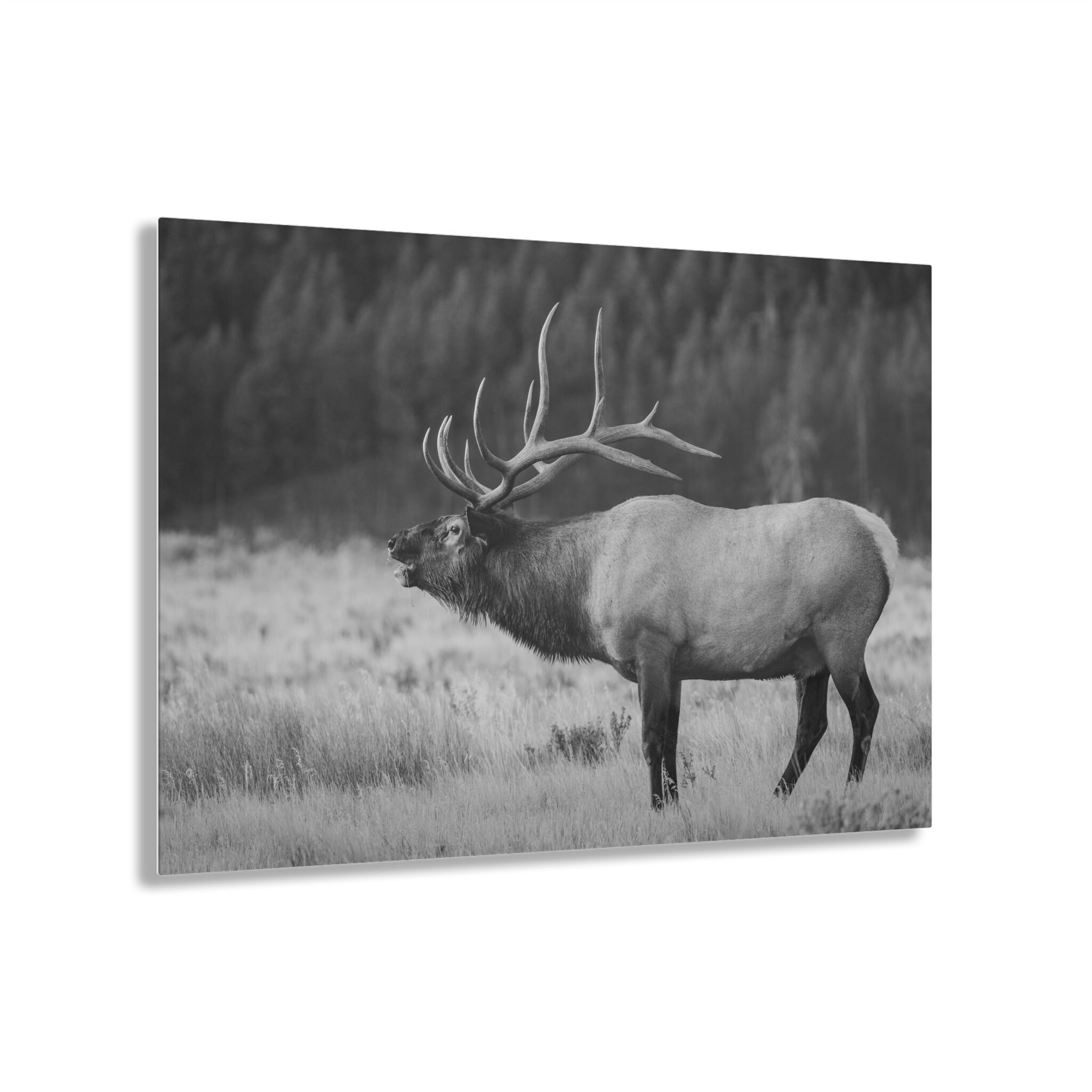 Bugling Bull Elk Acrylic Print Wall Art Elk Photo Elk Rut Elk Antlers