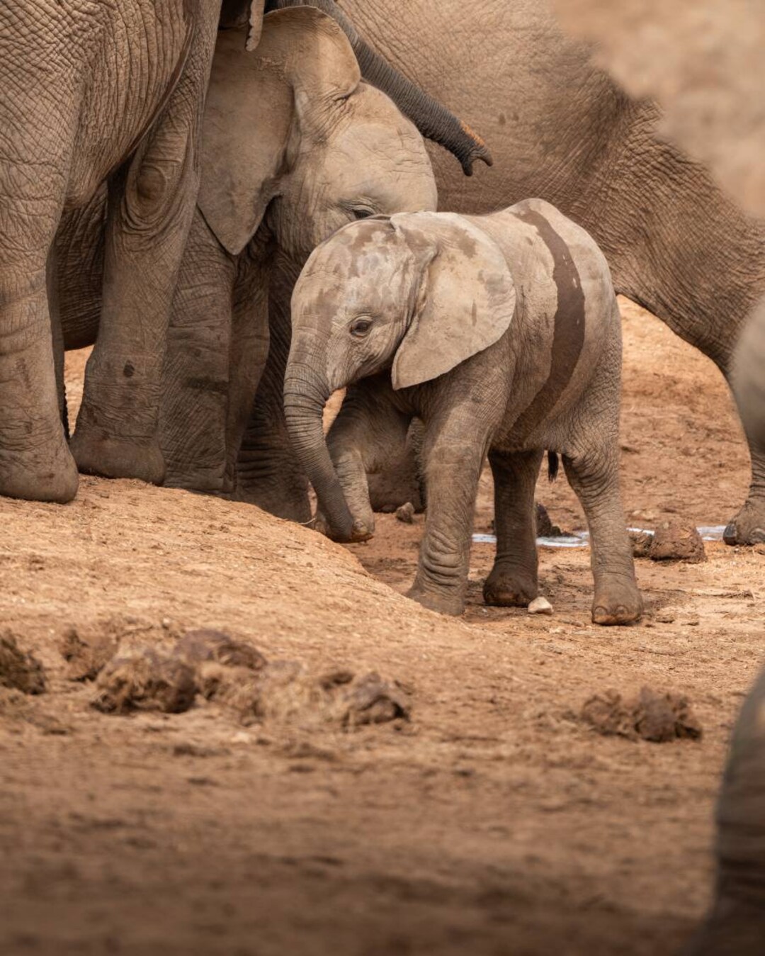 Baby Elephant Canvas Print Wall Art Home Decor Elephant Elephant Photo