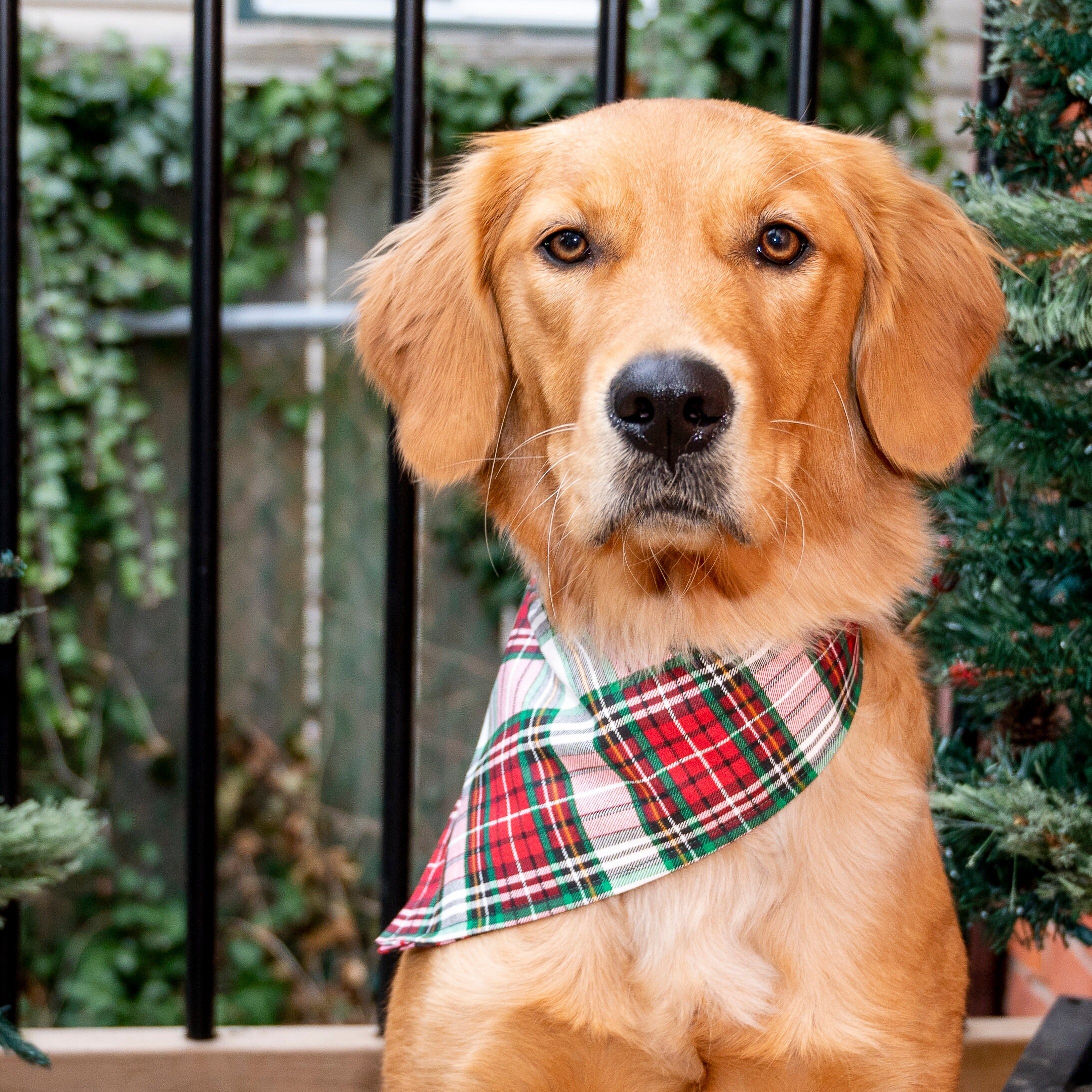 carhartt bandana for dogs