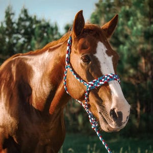 CUSTOM Muletape Halter