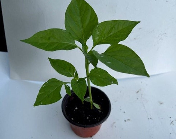 Pimento Pepper / Trinidad Pimento / Trinidad Seasoning Pepper Plant