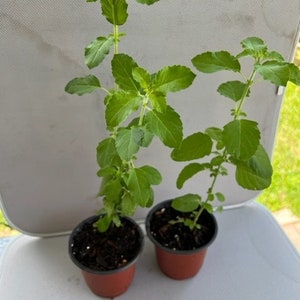 Holy Basil / Tulsi Plant Holi Basil Plant