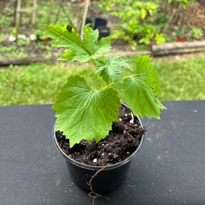 Bitter Melon Plant/ Bitter Gourd / Karela / Karella / Cerasee / Nigauri Live Plant