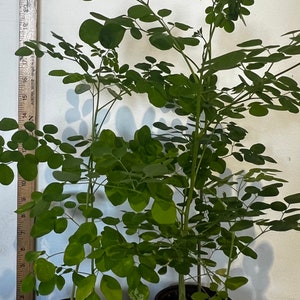 2 Moringa Plants in One Pot (over 20 inches):  also known as- Saigen, Shevga Bhaji, Moringa Oleifera Live Plant