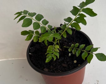 Curry Plant (under 8 inches)