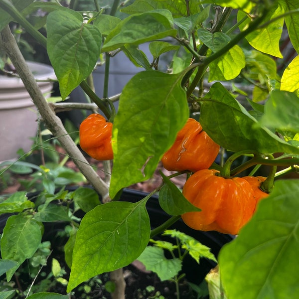 Yellow Jamaican Scotch Bonnet Pepper Plant(under 12 inches)