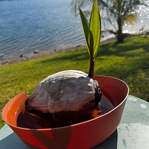 Live Coconut Palm Sprouted Seedling Tree (under 12 inches tall)